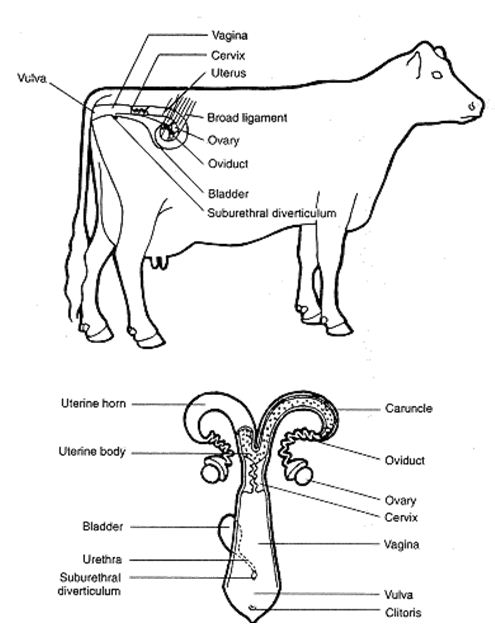 female cow reproductive system