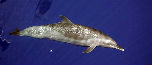 File:Spotteddolphin1.jpg