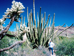 File:Organ-pipe-cactus.jpg
