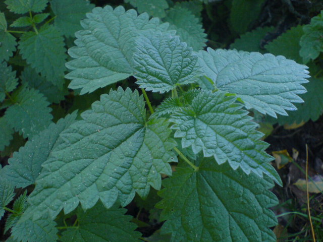 File:Kopiva.JPG