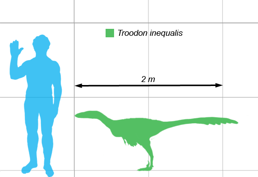 File:Stenonychosaurus-scale.png