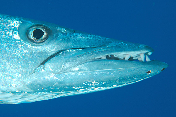 File:Great Barracuda close-up, western Puerto Rico.jpg