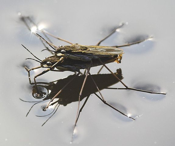 File:Wasserl&auml;ufer bei der Paarung crop.jpg