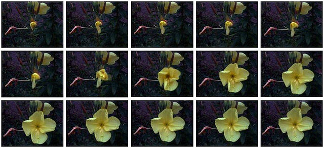 File:Primrose-brighter.jpg