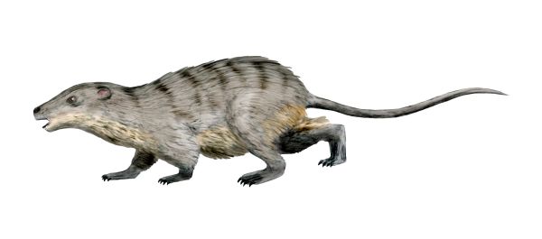 File:Eomaia NT.jpg
