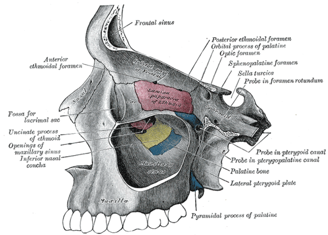 File:Gray192.png
