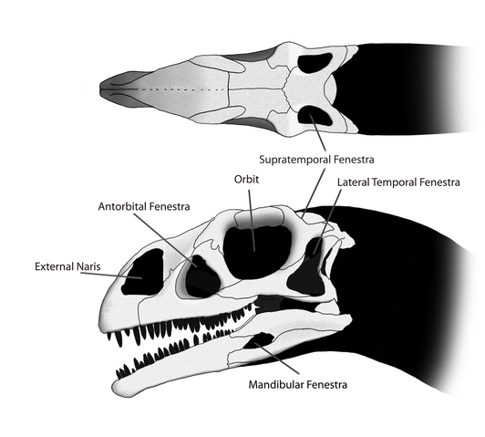 File:Massospondylus Skull Steveoc 86.png