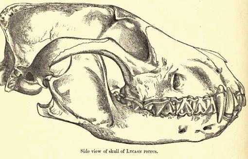 File:Painteddogskull.jpg