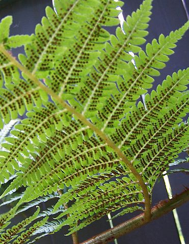 File:SoriDicksonia.jpg