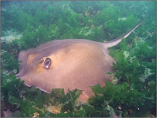 File:Black sea fauna stingray 01.jpg