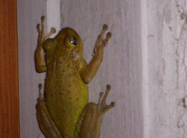 File:Osteopilus septentrionalis (Green).jpg