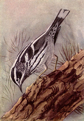File:Black and White Warbler NGM-v31-p309-A.jpg