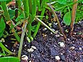 Arachis hypogaea 006.JPG