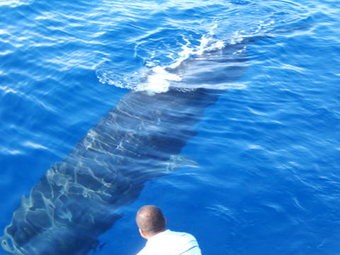 File:Sperm Whale.jpg