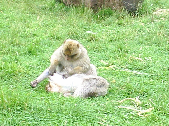 File:Image-Barbary mac grooming.JPG