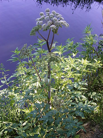 File:Gewone engwortel R0012880 Plant.JPG