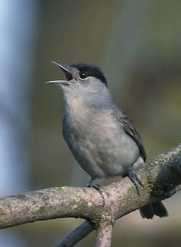 File:Sylvia atricapilla male 2.jpg