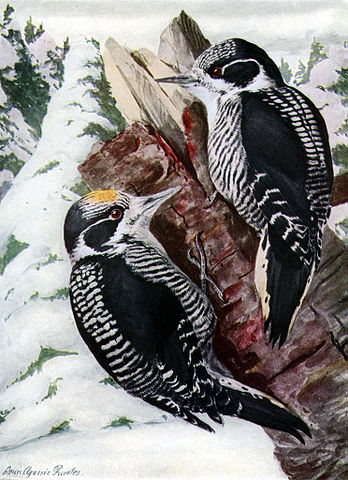 File:Picoides dorsalis AAP061A.jpg