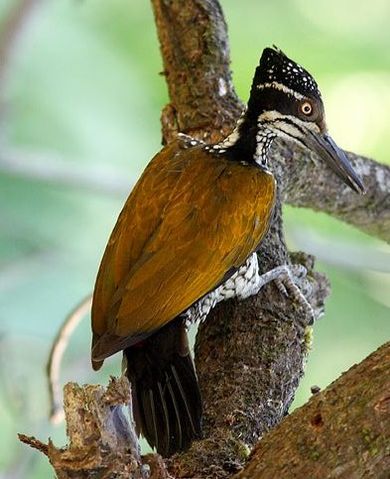File:GreaterFlameback.jpg