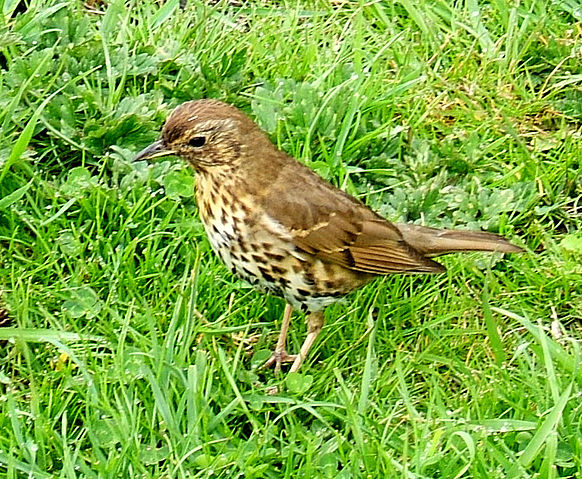 File:Turdus philomelos0.jpg