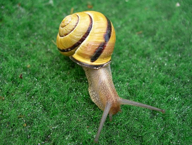 File:Schneckesnail1.jpg