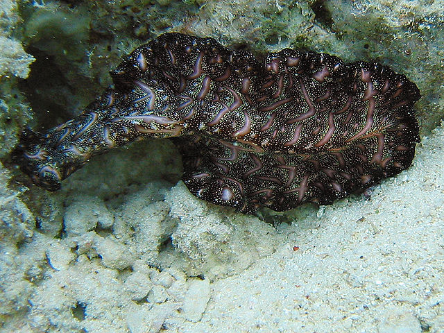 File:Bedford's Flatworm.jpg