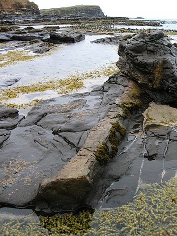 File:Petrified log at Curio Bay.jpg