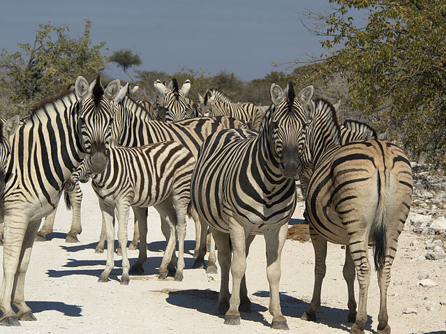 File:Equus quagga burchellii (group).jpg