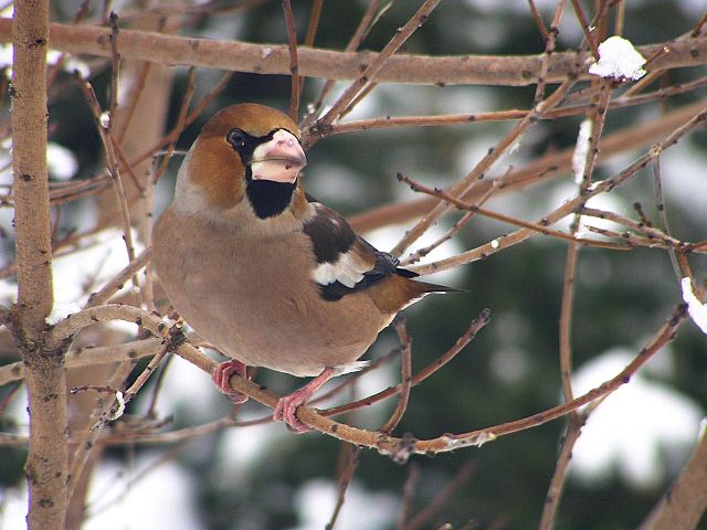 File:Grubodziob c coccothraustes4.jpg