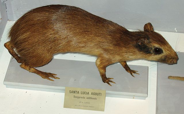 File:Dasyprocta antillensis (Harvard University).JPG