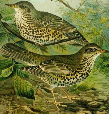 File:Mistle thrush.jpg