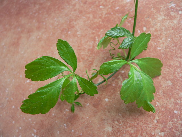 File:Jiaogulan.JPG