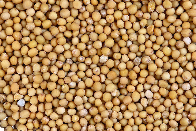 File:Sa yellow mustard.jpg