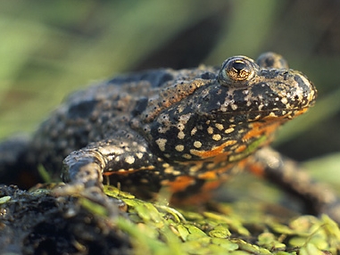 File:Bombina bombina 1 (Marek Szczepanek) tight crop.jpg
