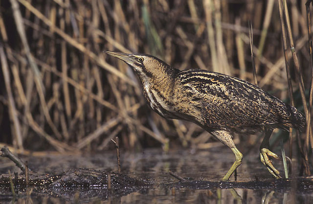 File:Botaurus stellaris (Marek Szczepanek).jpg