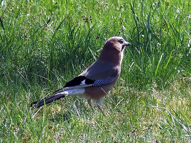 File:Garrulus glandarius1.jpg