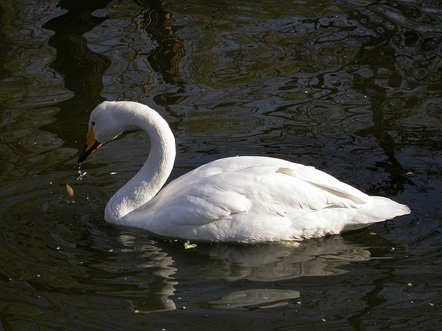 File:Cygnus cygnus from zh.JPG