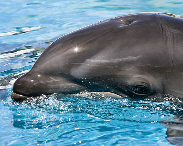 File:Baby wolphin by pinhole.jpeg