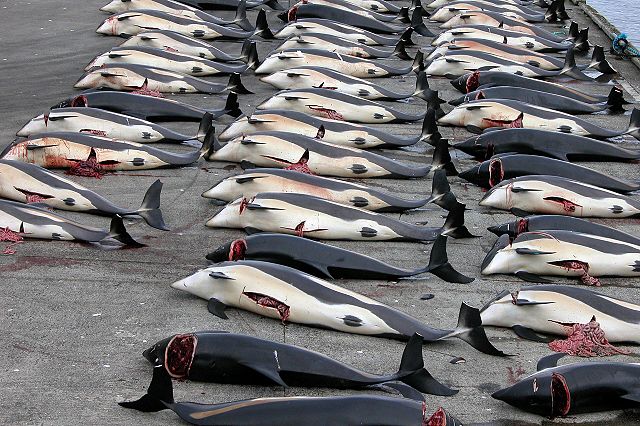 File:Whaling in the Faroe Islands.jpg
