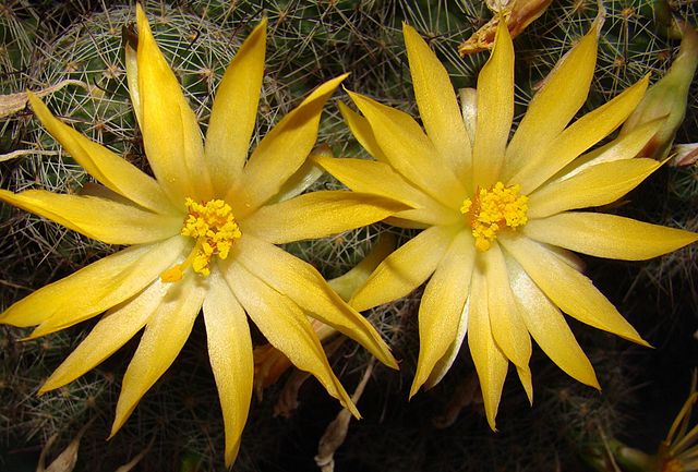 File:CactusSBP.jpg