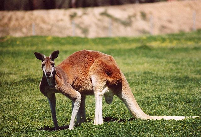 File:RedRoo.JPG