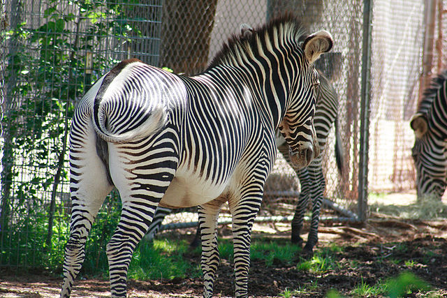 File:Equus grevyi in zoo2.jpg