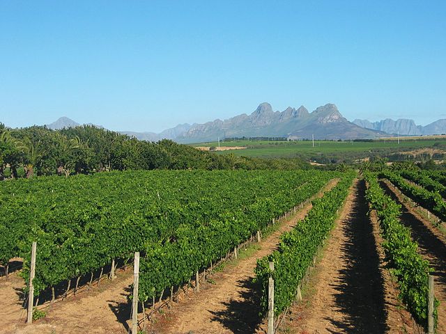 File:Stellenbosch Vineyard.jpg