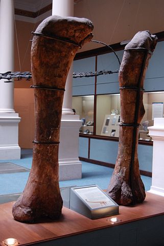File:Museo de La Plata - Antarctosaurus wichmannianus (f&eacute;mures).jpg