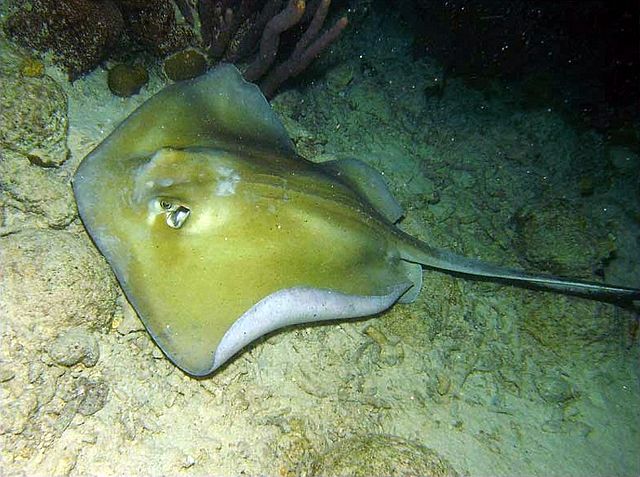 File:Dasyatis americana bonaire.jpg