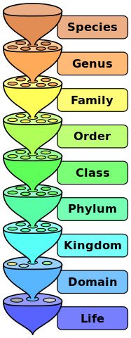 File:Biological classification L Pengo.svg