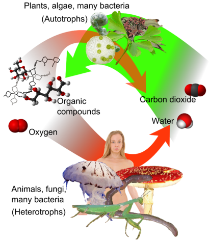 File:Auto-and heterotrophs.png