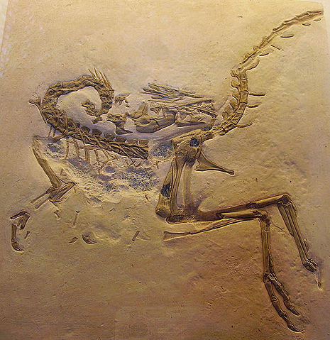 File:Compsognathus longipes cast2.jpg