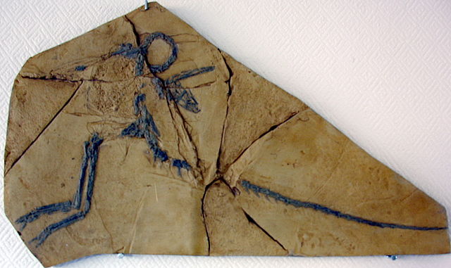 File:Canjuers fossiles03.jpg