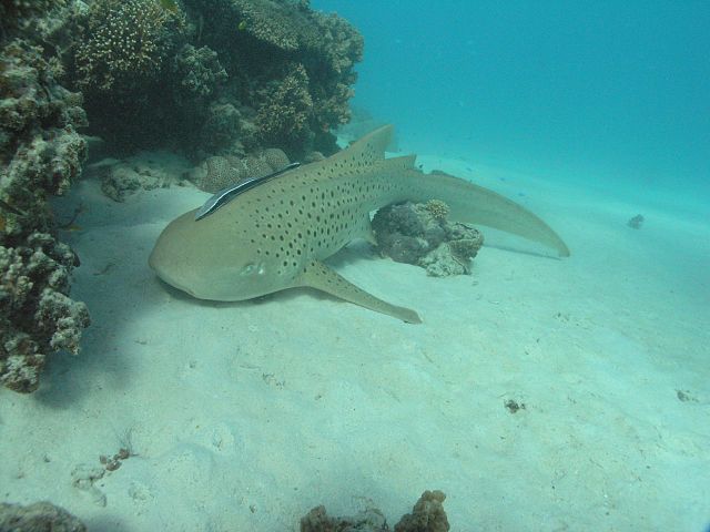 File:Stegostoma fasciatum ningaloo.jpg